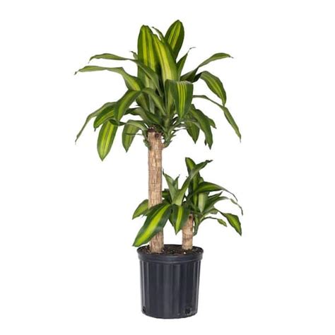 United Nursery Dracaena Mass Cane Corn Plant 2 Stem Plant In 925 Inch