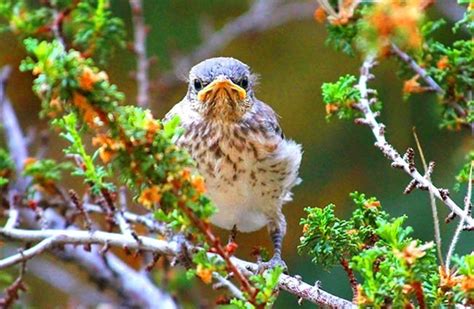 Mockingbird - Description, Habitat, Image, Diet, and Interesting Facts