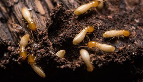 Termites Pest Control Lovett Bay Local Pest Control Northern Beaches