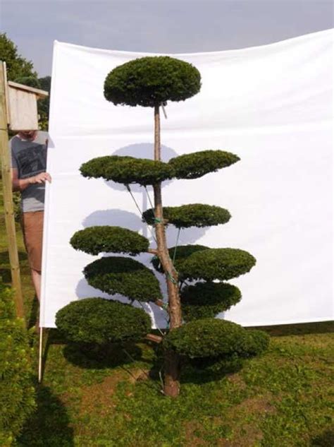 Taxus Bonsai Eiben Bonsai günstig in Top Baumschulqualität kaufen