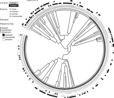 Antimicrobial Susceptibility And Multilocus Sequence Typing Of Listeria