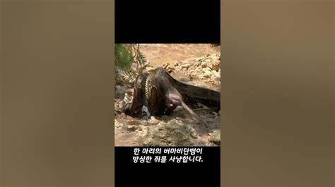 버마비단뱀이 비단뱀을 산 채로 잡아먹는 영상 Youtube