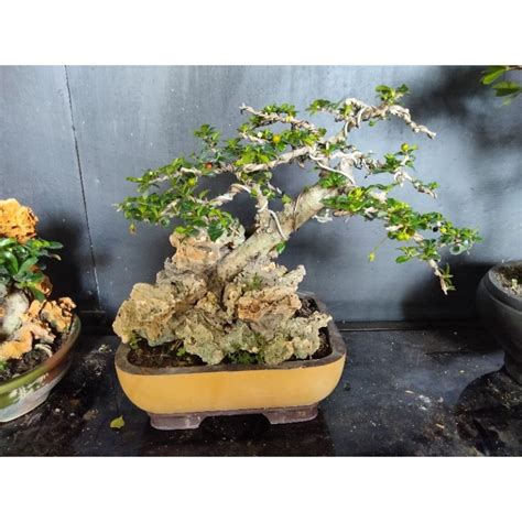 Jual Bonsai Hokiantea Mikro Bunga Dan Buah Shopee Indonesia