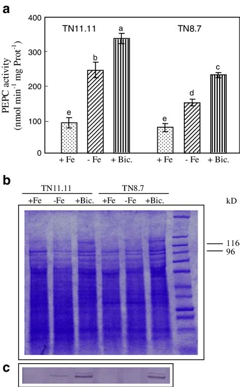 A Pepc Activity Nmol Nadh Min −1 Mg −1 Protein In Roots Of Two