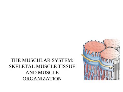 Pdf The Muscular System Skeletal Muscle Tissue Anatomy Plcnet Org