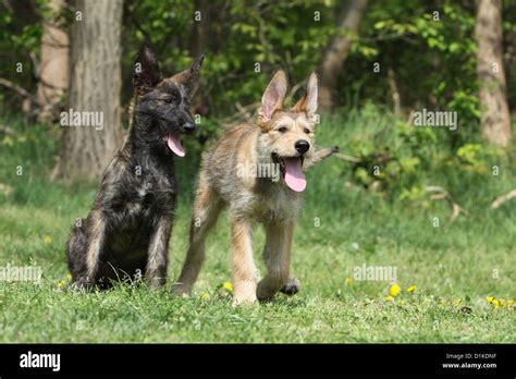 Berger Picard Dog Puppies Fotos Und Bildmaterial In Hoher Auflösung