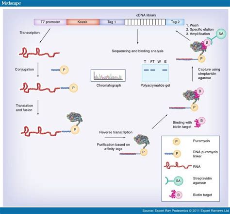 Mrna Display Selections In Proteinprotein Interactions