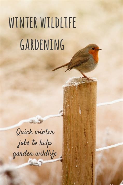 11. The 10 minute gardener: winter wildlife gardening - Growing Family