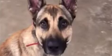 German Shepherd Fails Service Dog Test Viral Video Ps Pets