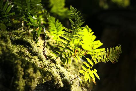 The Importance Of Old Growth Forests The Nature Trust Of British Columbia