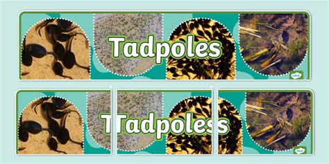 Tadpoles Photo Display Banner Professor Feito Twinkl