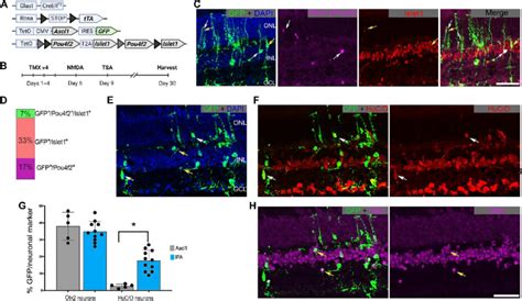 Pou4f2 And Or Islet1 Stimulate Regeneration Of RGC Like Neurons A