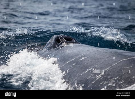 Humpback Whale Breathing