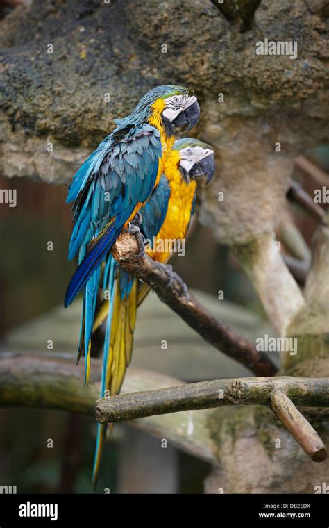 Blue And Yellow Macaws Scientific Name Ara Ararauna Jurong Bird Park