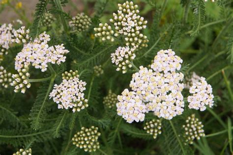 Yarrow Care How To Grow And Care For Common Yarrow