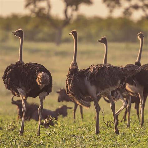 Birds of Serengeti National Park - Tanzania