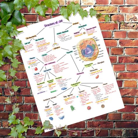 Anatomy and Physiology : Structure of Cell - Etsy