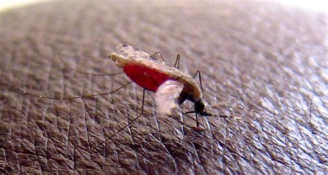 Mengenal Aids Tuberkulosis Dan Malaria Nyamuk Anopheles Perjalanan Riset