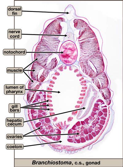 Grantia Cross Section Labeled