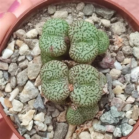 Conophytum Obcordellum Giromagi Cactus And Succulents