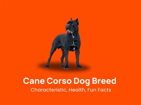 Cane Corso Dog Breed: Characteristic, Health & Fun Facts!