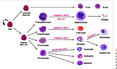 Figure 1 From Apoptosis Role In Myeloid Cell Development Semantic