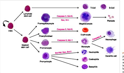 Developmental Cell