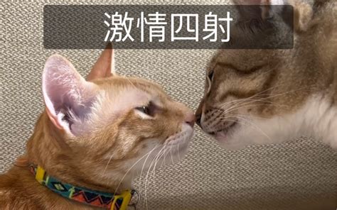 舔了你的毛，你就是我的猫 好多喵meow 好多喵meow 哔哩哔哩视频