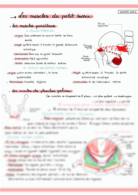 Solution Anatomie Du Petit Bassin Studypool