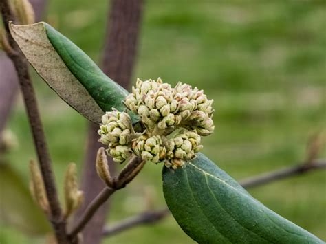 Premium Photo Flower Buds Of Leatherleaf Viburnum Viburnum