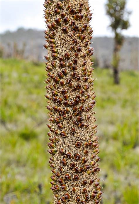 Xanthorrhoea Johnsonii Grass Tree Black Boy Flora Toskana