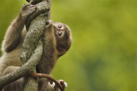 "Tibetan Macaque" Images – Browse 214 Stock Photos, Vectors, and Video | Adobe Stock