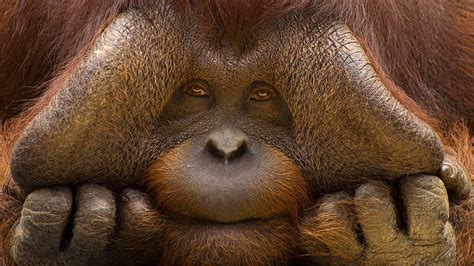 Orang Utan Baby Baby Orangutan Hd Wallpaper Pxfuel