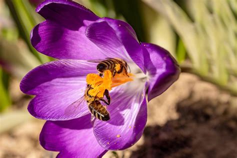 Bees Crocus Honey Free Photo On Pixabay