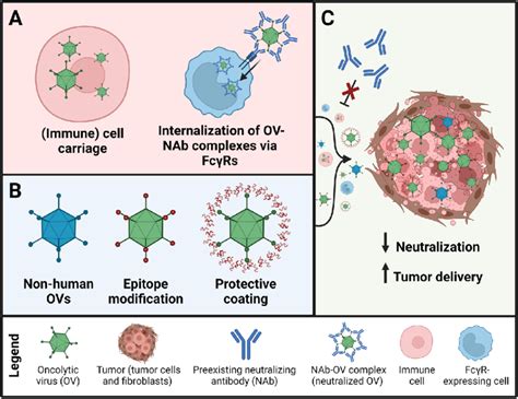 Strategies To Evade Neutralization By Preexisting Neutralizing