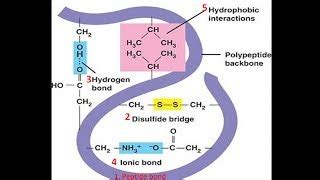 Tertiary Protein Structure Bonds