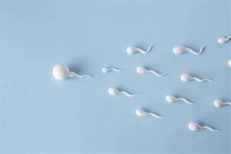 Spermatogen Se Les Tapes Cl S De La Formation Des Spermatozo Des