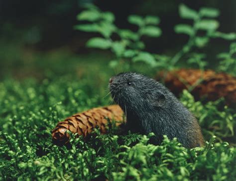 Northern Collared Lemming Life Expectancy