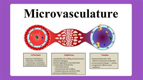 Microvasculature Youtube