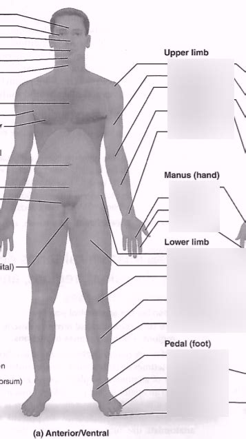 Anterior Ventral Regions Diagram Diagram Quizlet