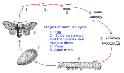 Bogong Moth What Has Nature Ever Done For Me