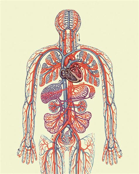 Human Circulatory System 3 Drawing By Csa Images Fine Art America