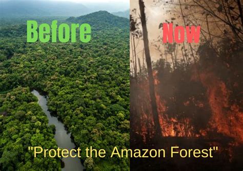 Protect The Amazon Forest Amazon Forest Amazon Rainforest Rainforest