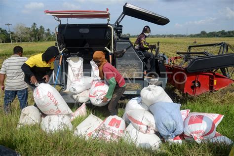 Potensi Produksi Beras Nasional 2024 ANTARA Foto