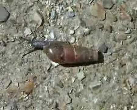 Molins De Rei Fauna De Collserola Rumina Decollata Youtube