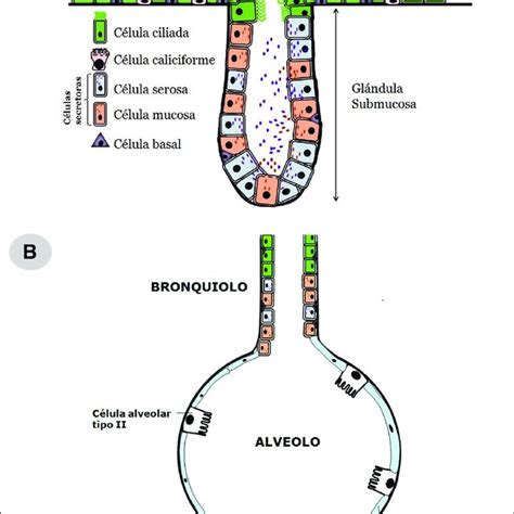 Dibujo Esquemático De Una Mucina Que Es Una Glicoproteína Que Posee