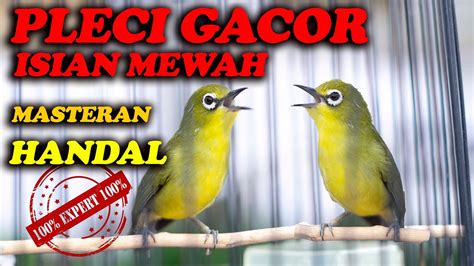 Pleci Gacor Nembak Isian Mewah Masteran Terbaik Youtube