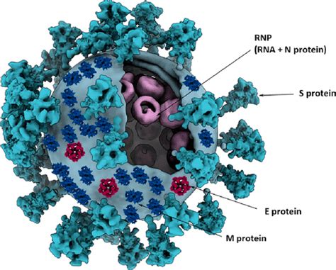 Three Dimensional Visualization Of Viral Structure Entry And