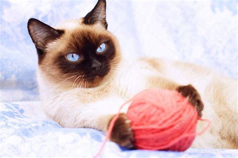 Siamese cat playing on the blue fabric — Stock Photo © AnmFoto #2591065