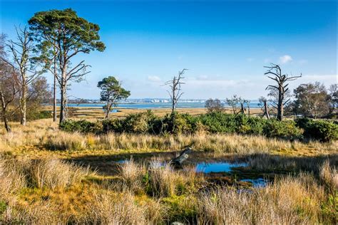 Arne walk - Arne Nature Reserve - Coombe Heath walk - Dorset walks